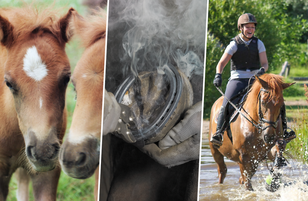 Hevosalan kuntavaaliohjelma keskittyy teemoihin, joissa tuodaan esille hevosen ja hevosalan merkitystä yhteiskunnalle.