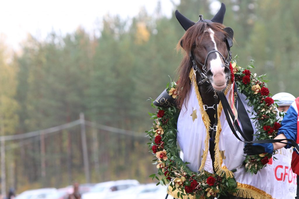 Kuvassa suomenhevonen Ville Kalle Kriteriumin voittoseppele kaulassa