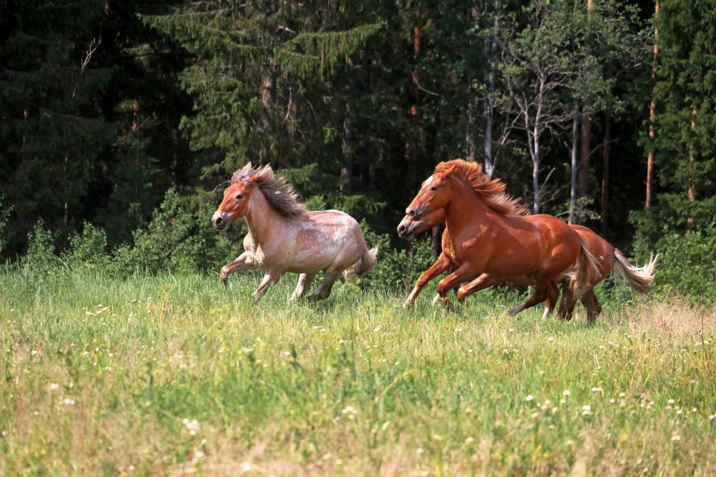 Suomenhevosia laitumella