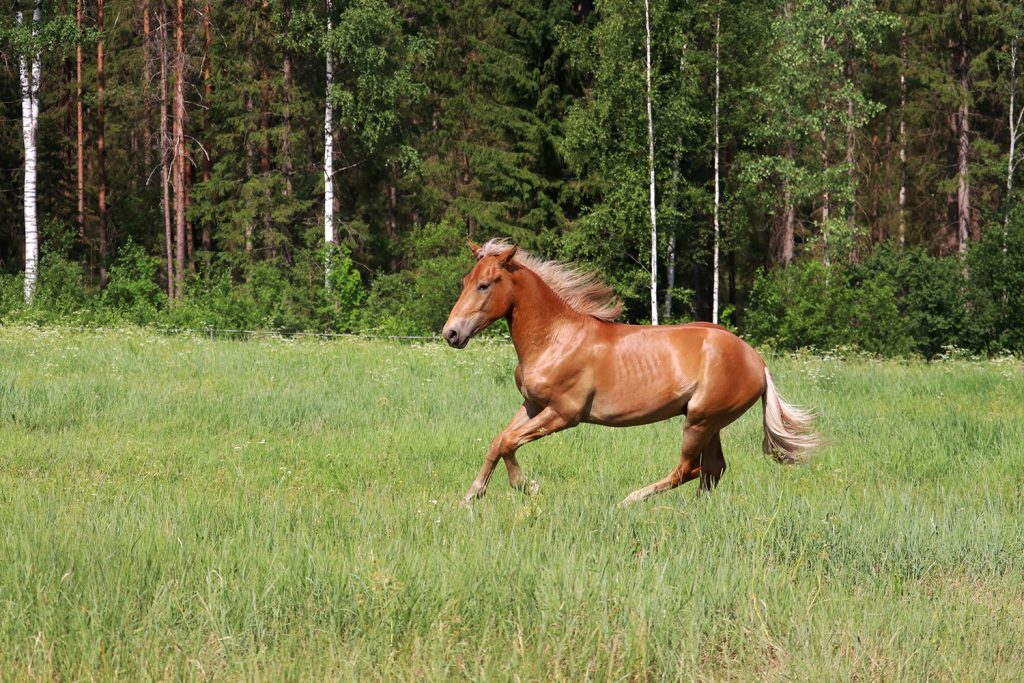 Suomenhevonen laitumella