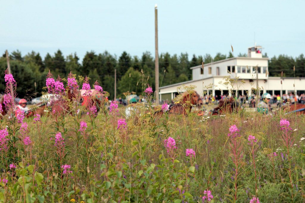 Kokkolan kesäravit - katsomo ja hevoset radalla.