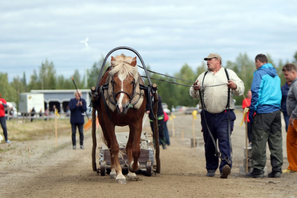 Suomenhevosten työmestaruus 2019 voittaja Luomutar ja Mikko Uusimäki Nivala.