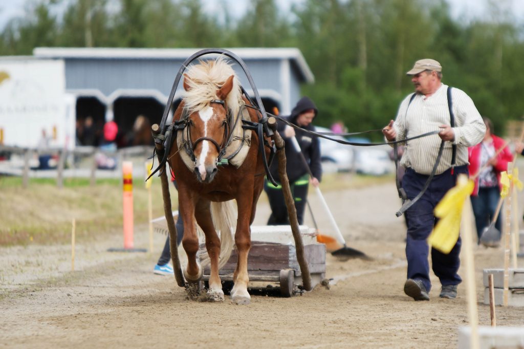 Luomutar vetää rekeä hiekkapohjalla