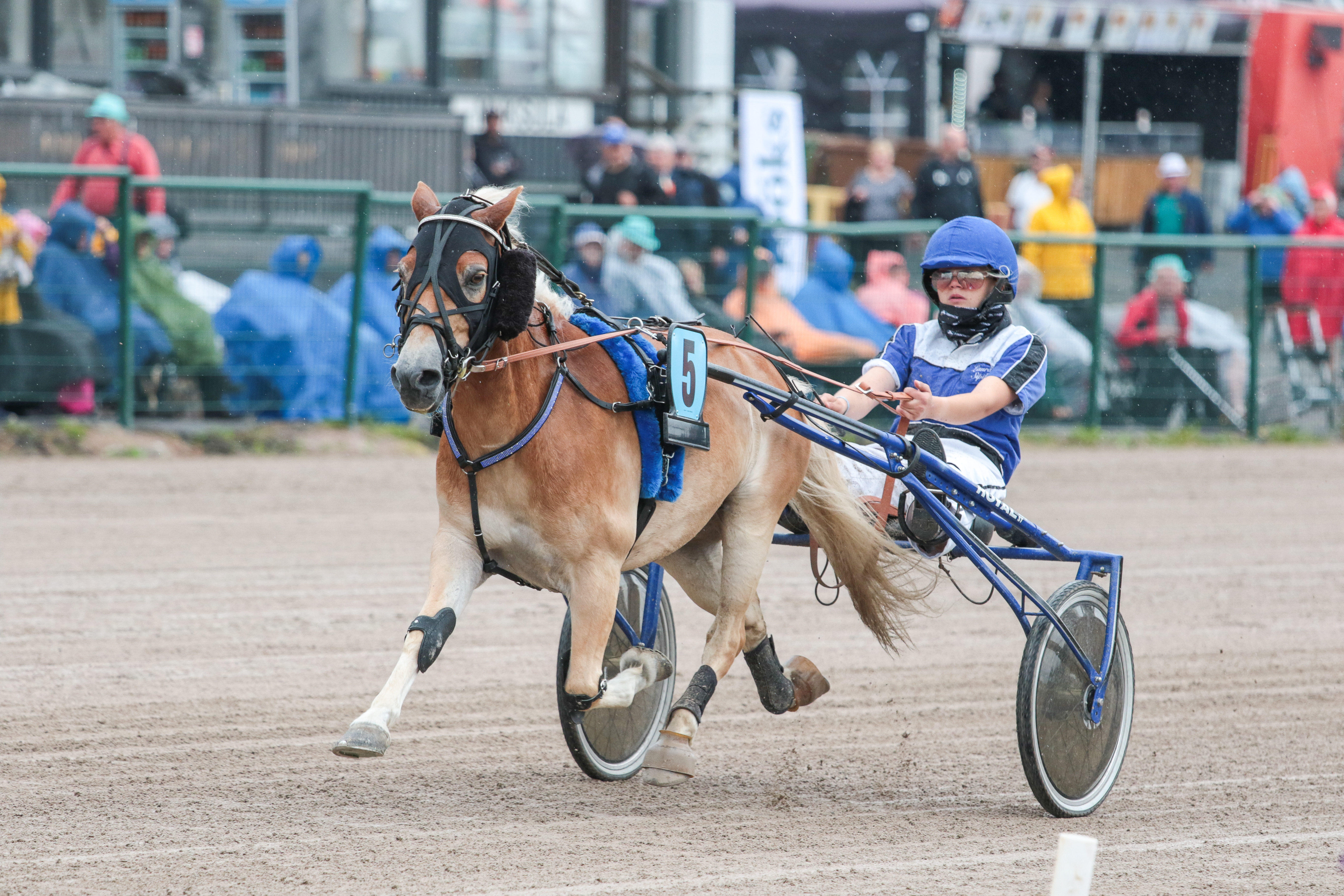 Vuoden eniten suurkilpailuja voittanut B-poni Armani. Voitti muun muassa poniruhtinuuden, suomenmestaruuden ja Ponieliitin. Valmentaja Laura Sipilä, omistaja Anna-Mari Sipilä, kasvattaja Maube Sjöblom. Kuva: Hippos / Ida Laine.