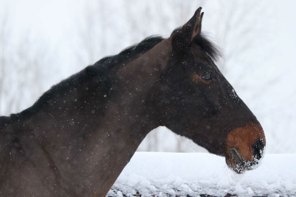 Kuvassa hevonen lumisateessa
