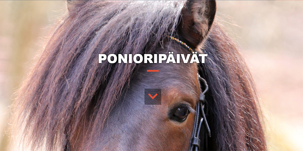 Pääkuva shetlanninponioriista