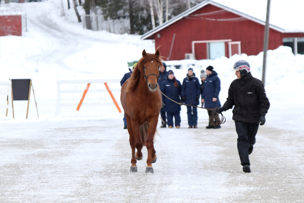 Kuvassa V.G. Voitto juoksee narussa esittäjän kanssa lautakunnan seuratessa taustalla