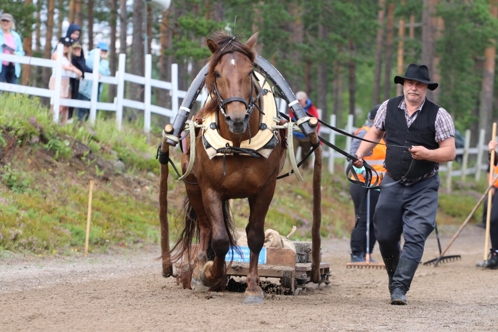 Kuvassa ori Etutopeva vetää rekeä vetokokeessa