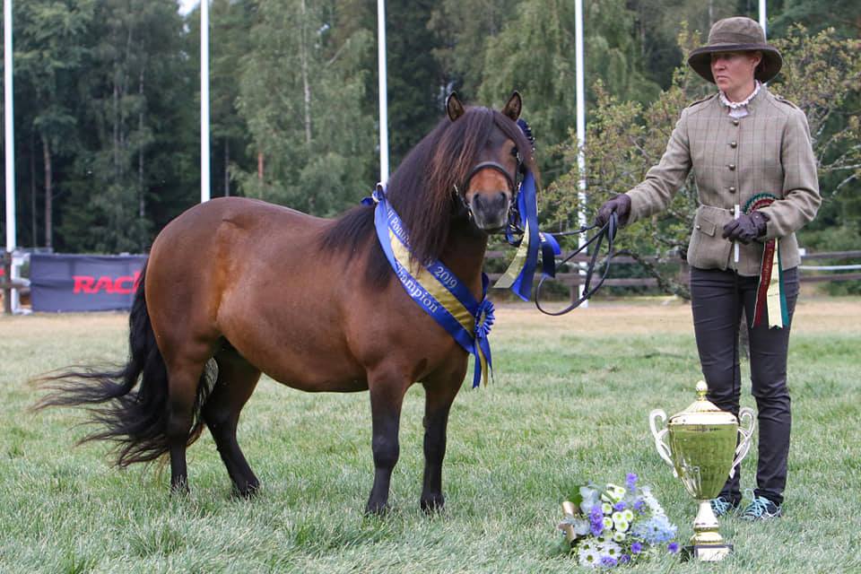 Kuvassa vuoden 2019 voittaja shetlanninponi nimeltään Sammalisen Clarissa poseeraa voittajan nauha kaulassa esittäjänsä sekä voittopokaalin kanssa