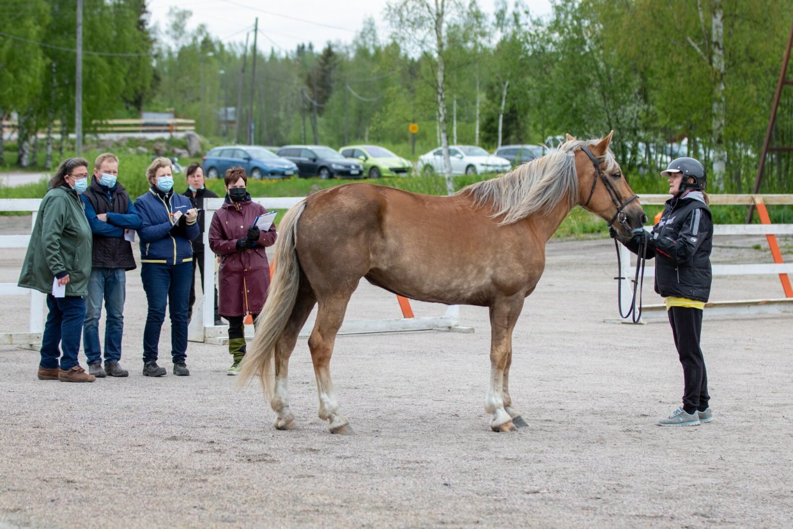 Kuvassa suomenhevonen Suviruusuli näyttelylautakunnan arvostelussa