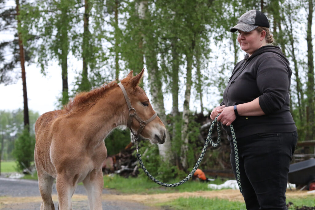 varsa ja taluttaja, kuvituskuva