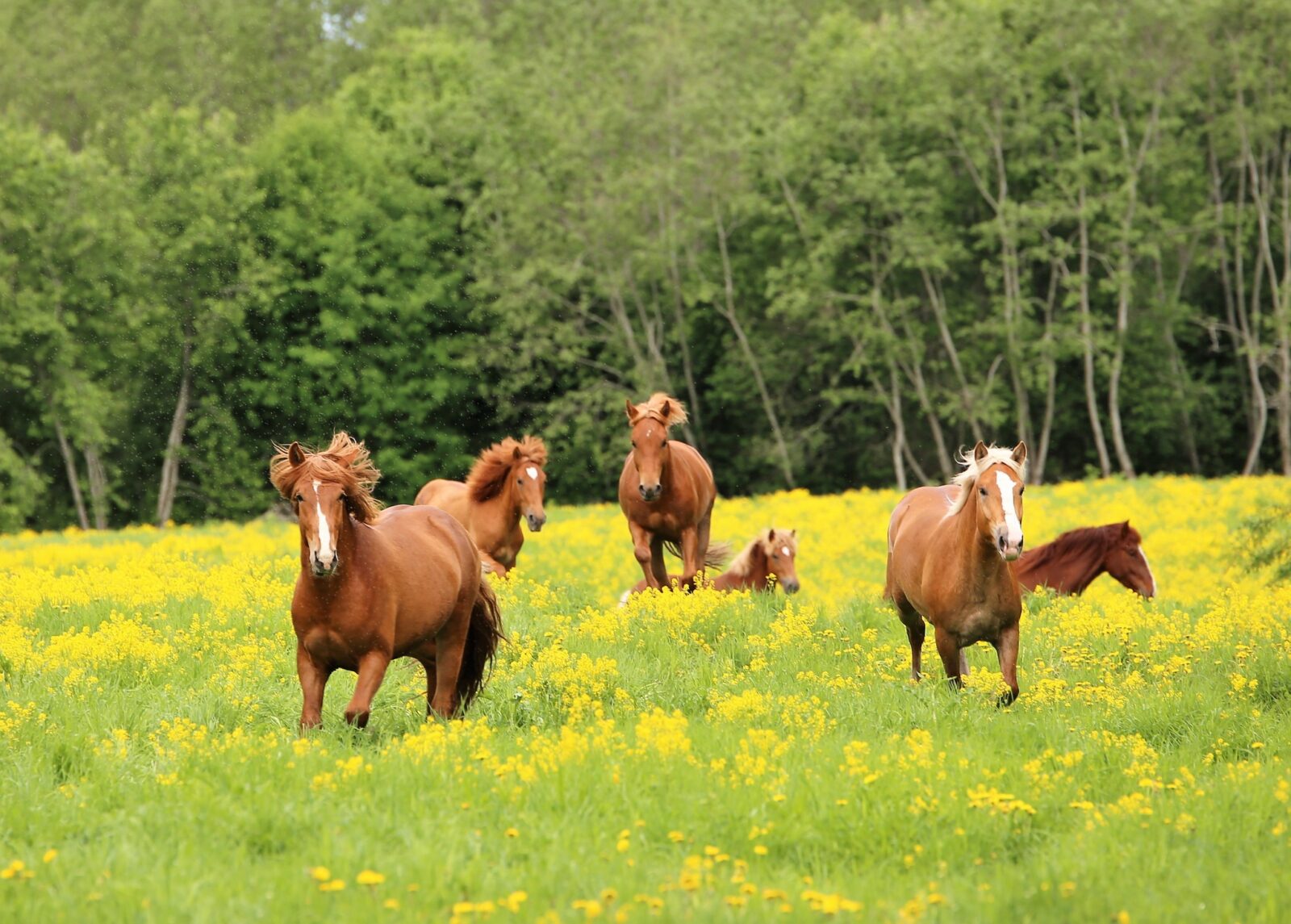 Kuvassa hevosia laitumella