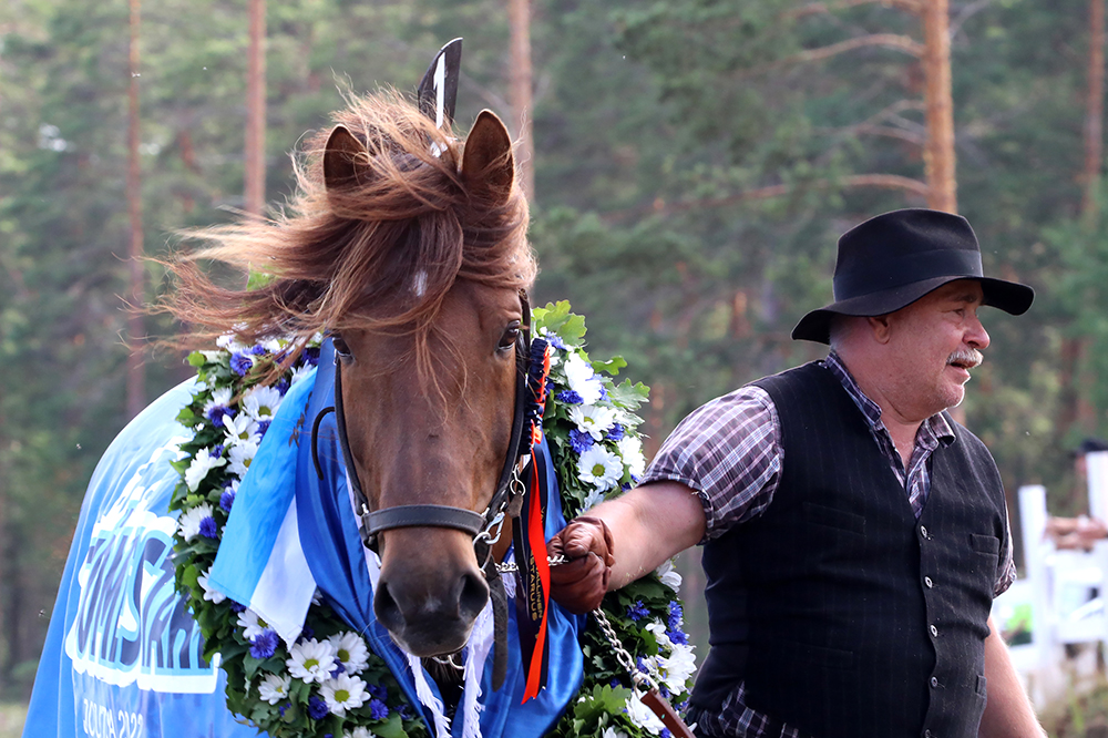 Etutopeva kävelee loimitettuna kohti kameraa