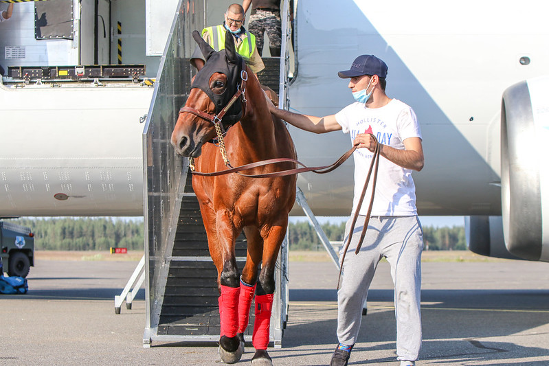 Kuvassa hevonen kävelee alas lentokoneen ramppia