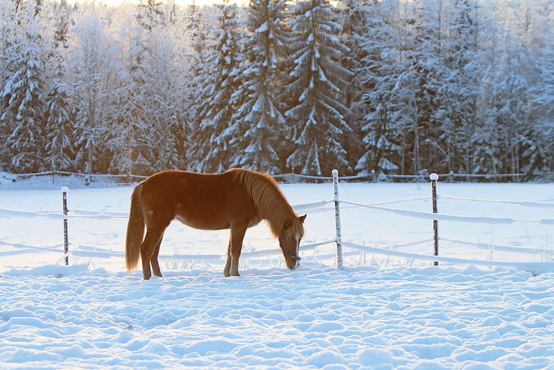 Kuvassa hevonen nuuskii talvella lunta