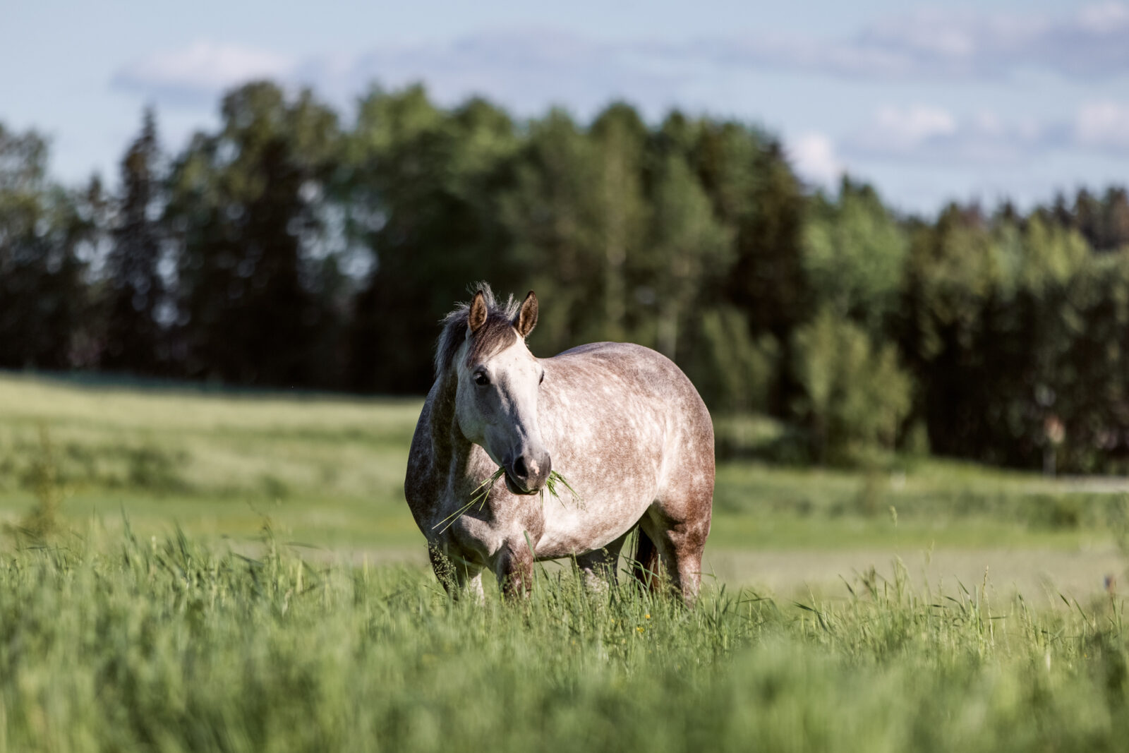 Valkoinen hevonen syö ruohoa laitumella