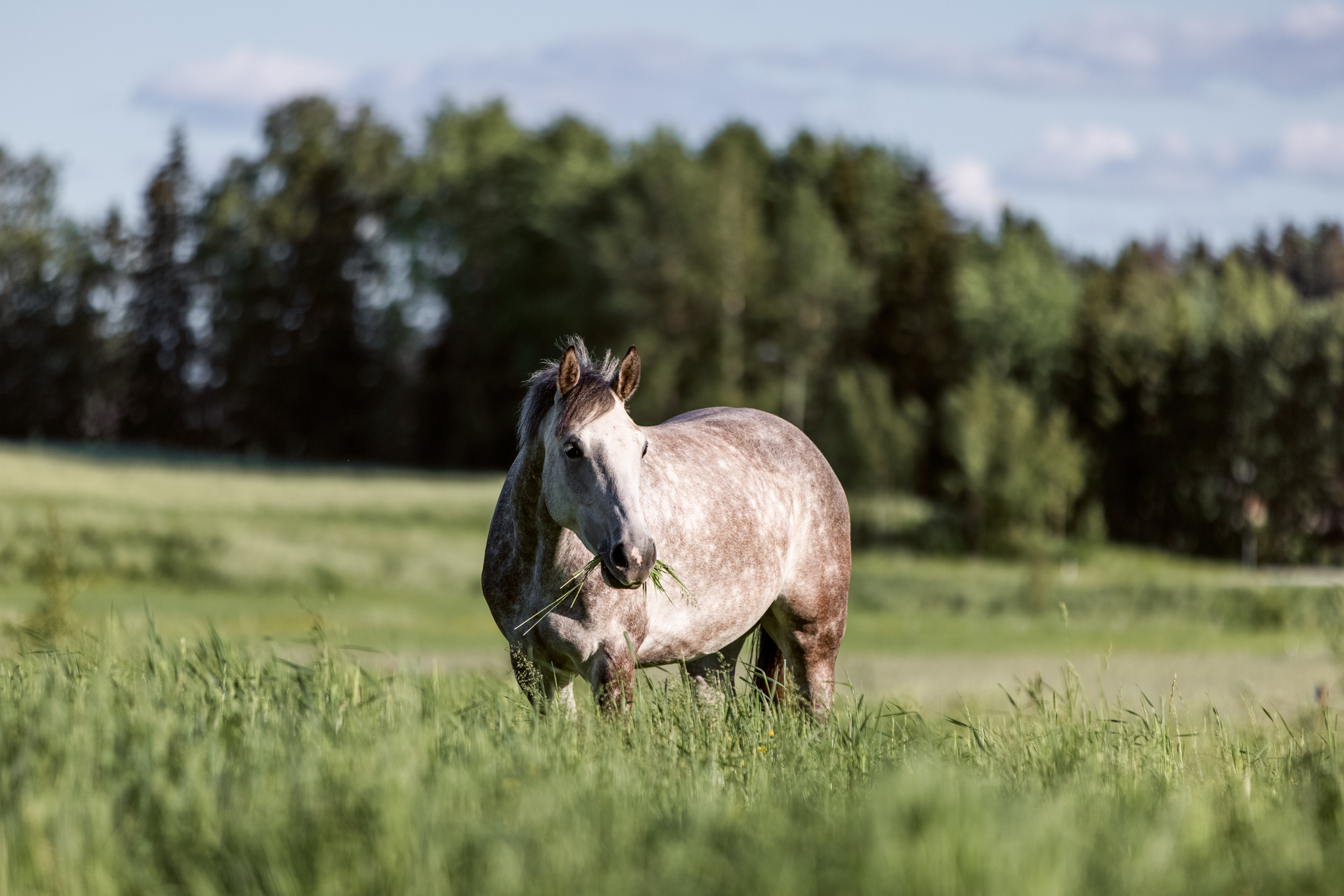 Valkoinen hevonen syö ruohoa laitumella