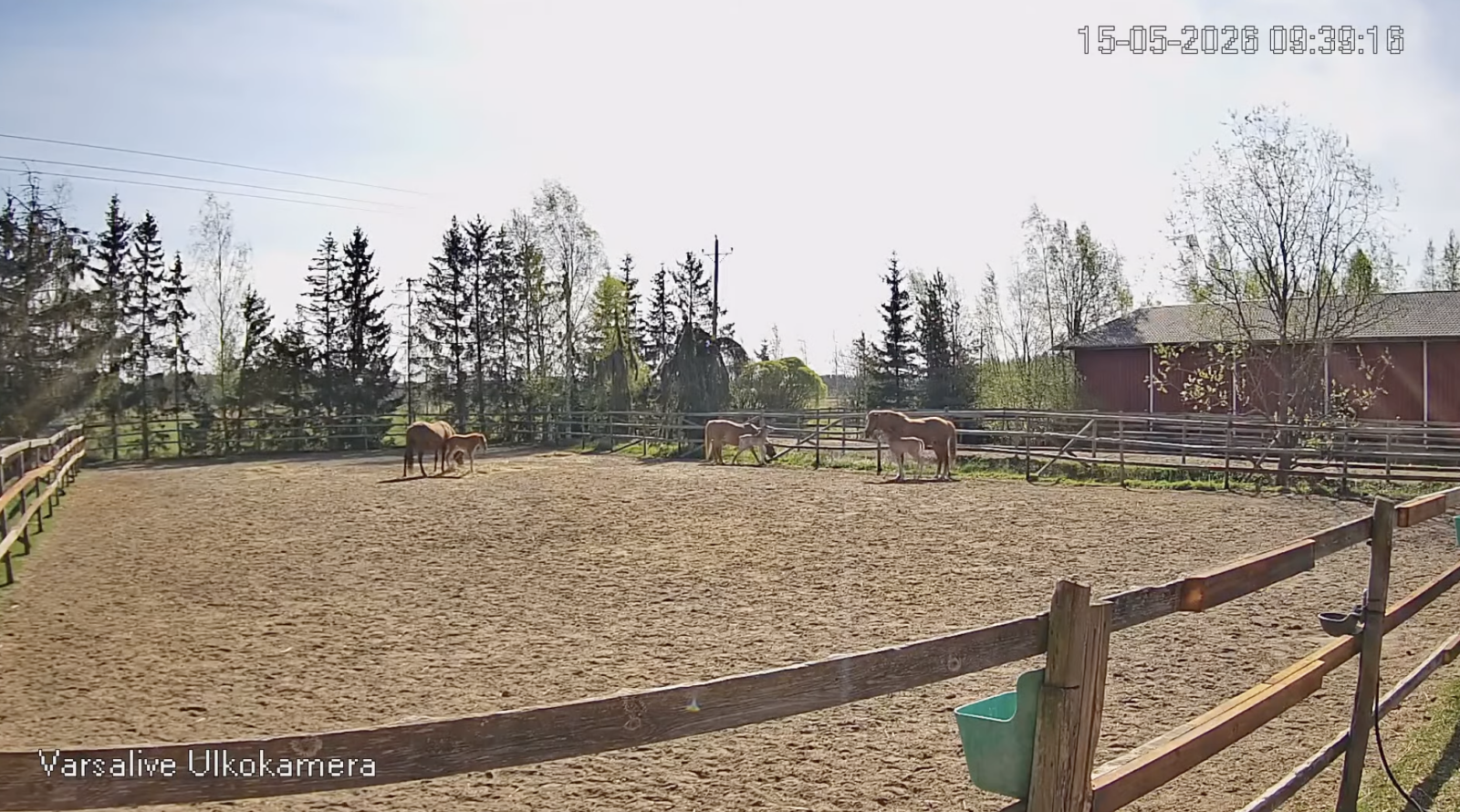 Tänä keväänä pääsemme seuraamaan kolmen varsallisen suomenhevostamman elämää vuorokauden ympäri. Varsat ovat liven avauspäivänä vasrat ovat seitsemän, kahdeksan ja 23 päivän ikäisiä. 